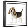 Beagle Puppy-null-Framed Photographic Print