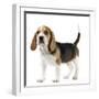 Beagle Puppy-null-Framed Photographic Print