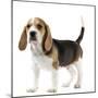 Beagle Puppy-null-Mounted Photographic Print