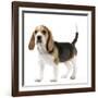 Beagle Puppy-null-Framed Photographic Print