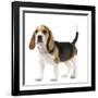 Beagle Puppy-null-Framed Photographic Print