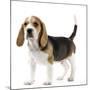 Beagle Puppy-null-Mounted Photographic Print