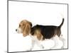 Beagle Puppy-null-Mounted Photographic Print