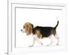 Beagle Puppy-null-Framed Photographic Print