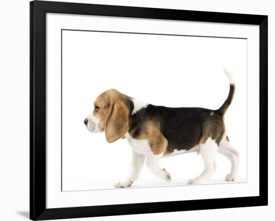 Beagle Puppy-null-Framed Photographic Print