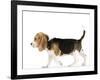 Beagle Puppy-null-Framed Photographic Print