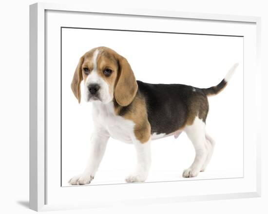 Beagle Puppy-null-Framed Photographic Print