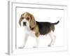Beagle Puppy-null-Framed Photographic Print