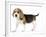 Beagle Puppy-null-Framed Photographic Print