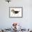 Beagle Puppy-null-Framed Photographic Print displayed on a wall