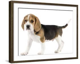 Beagle Puppy-null-Framed Photographic Print