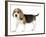 Beagle Puppy-null-Framed Photographic Print