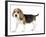 Beagle Puppy-null-Framed Photographic Print