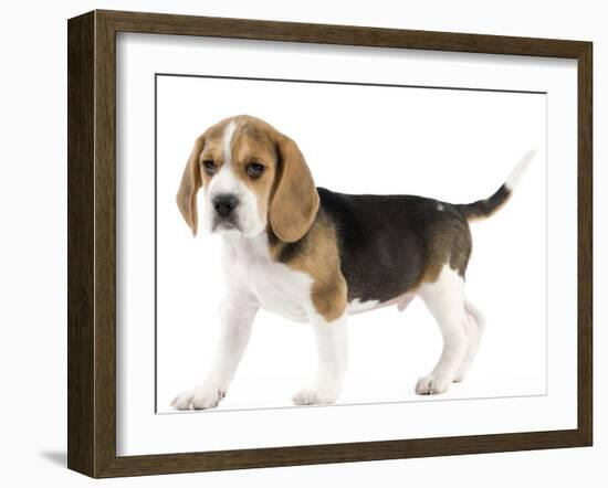 Beagle Puppy-null-Framed Photographic Print