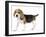 Beagle Puppy-null-Framed Photographic Print