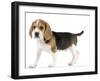 Beagle Puppy-null-Framed Photographic Print