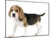 Beagle Puppy-null-Mounted Photographic Print