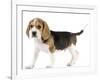 Beagle Puppy-null-Framed Photographic Print