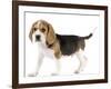 Beagle Puppy-null-Framed Photographic Print