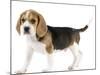 Beagle Puppy-null-Mounted Photographic Print