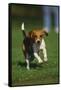 Beagle Running in Grass-DLILLC-Framed Stretched Canvas