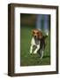 Beagle Running in Grass-DLILLC-Framed Photographic Print