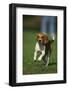 Beagle Running in Grass-DLILLC-Framed Photographic Print