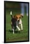 Beagle Running in Grass-DLILLC-Framed Photographic Print