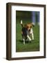 Beagle Running in Grass-DLILLC-Framed Photographic Print