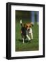 Beagle Running in Grass-DLILLC-Framed Photographic Print