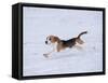 Beagle Running Through Snow, USA-Lynn M. Stone-Framed Stretched Canvas