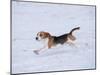 Beagle Running Through Snow, USA-Lynn M. Stone-Mounted Photographic Print