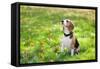 Beagle Sitting In Green Grass-Elena Efimova-Framed Stretched Canvas