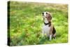 Beagle Sitting In Green Grass-Elena Efimova-Stretched Canvas