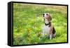 Beagle Sitting In Green Grass-Elena Efimova-Framed Stretched Canvas