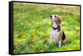 Beagle Sitting In Green Grass-Elena Efimova-Framed Stretched Canvas