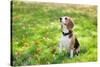 Beagle Sitting In Green Grass-Elena Efimova-Stretched Canvas