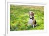 Beagle Sitting In Green Grass-Elena Efimova-Framed Photographic Print