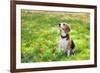 Beagle Sitting In Green Grass-Elena Efimova-Framed Photographic Print