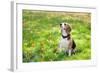 Beagle Sitting In Green Grass-Elena Efimova-Framed Photographic Print