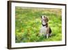 Beagle Sitting In Green Grass-Elena Efimova-Framed Photographic Print