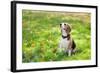 Beagle Sitting In Green Grass-Elena Efimova-Framed Photographic Print