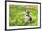 Beagle Sitting In Green Grass-Elena Efimova-Framed Photographic Print