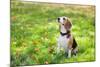 Beagle Sitting In Green Grass-Elena Efimova-Mounted Photographic Print