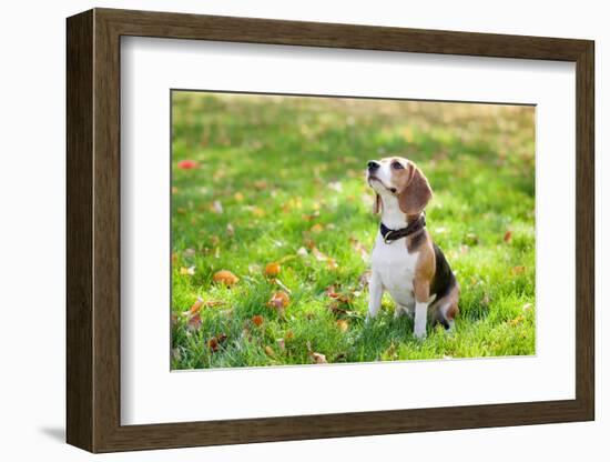 Beagle Sitting In Green Grass-Elena Efimova-Framed Photographic Print