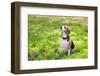 Beagle Sitting In Green Grass-Elena Efimova-Framed Photographic Print