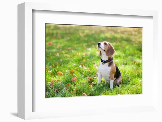 Beagle Sitting In Green Grass-Elena Efimova-Framed Photographic Print