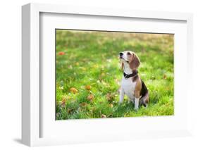 Beagle Sitting In Green Grass-Elena Efimova-Framed Photographic Print