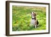 Beagle Sitting In Green Grass-Elena Efimova-Framed Photographic Print