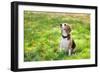 Beagle Sitting In Green Grass-Elena Efimova-Framed Photographic Print